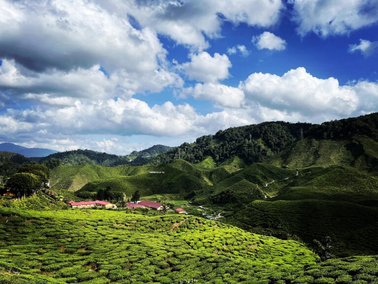 Teeplantagen in den Cameron Highlands