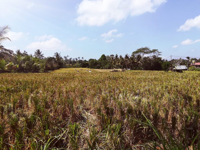Reisfelder Bali Hinterland