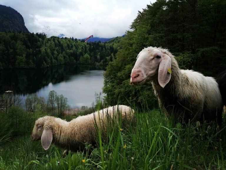 Schafe am Freibergsee Oberstdorf