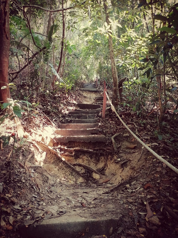 Dschungelwanderung Penang National Park