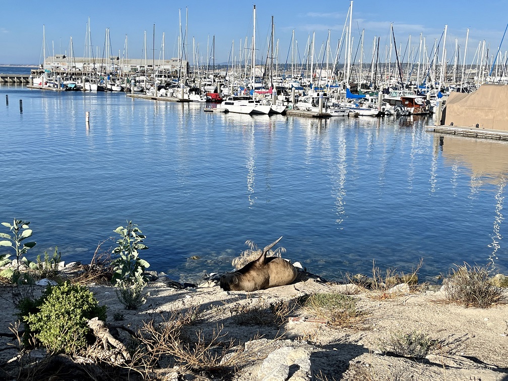 Seelöwen in Monterey