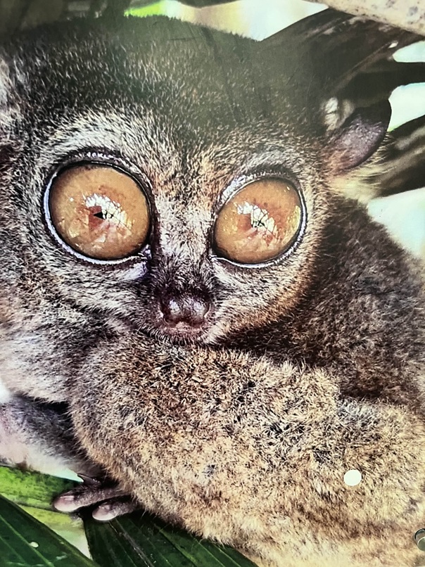 Bohol Koboldmakis in der Tarsier Sanctuary